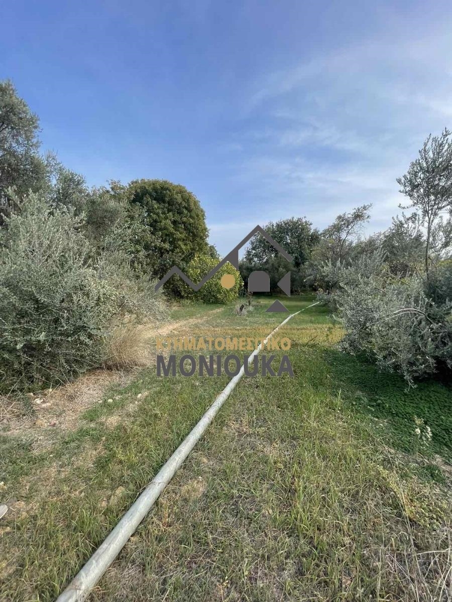 (Zum Verkauf) Nutzbares Land Grundstück || Chios/Kampochora - 3.287 m², 59.000€ 